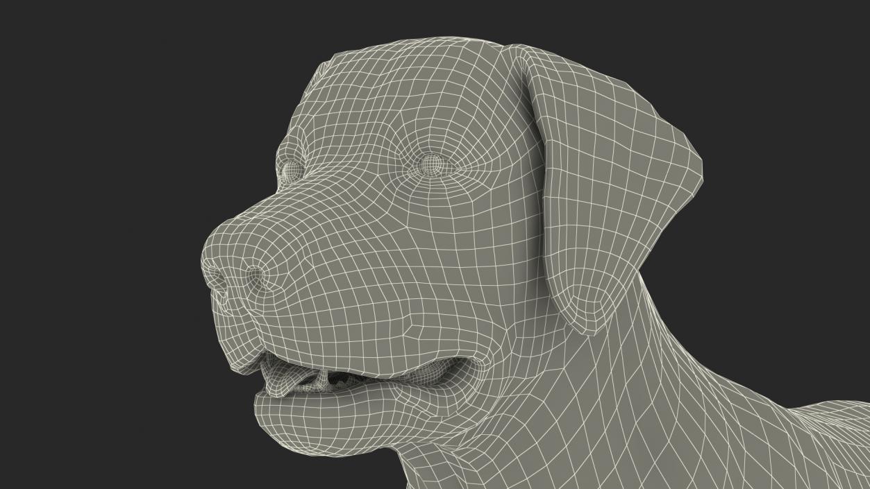 Labrador Dog Black Rigged Fur 3D model