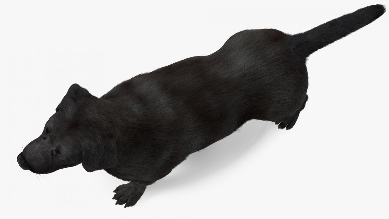 Labrador Dog Black Rigged Fur 3D model