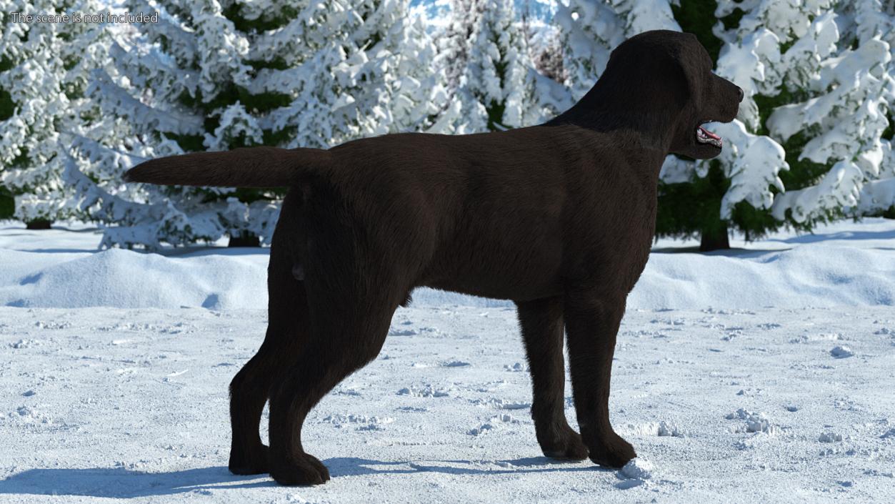 Labrador Dog Black Rigged Fur 3D model