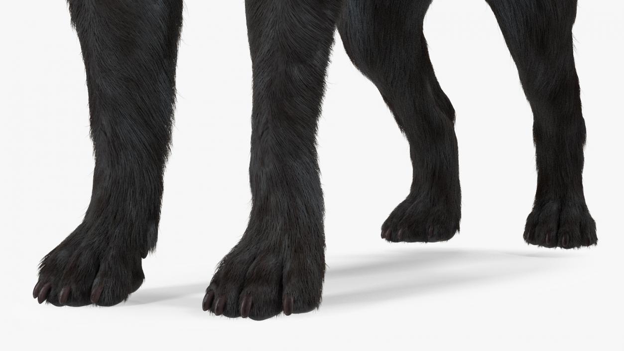 Labrador Dog Black Rigged Fur 3D model