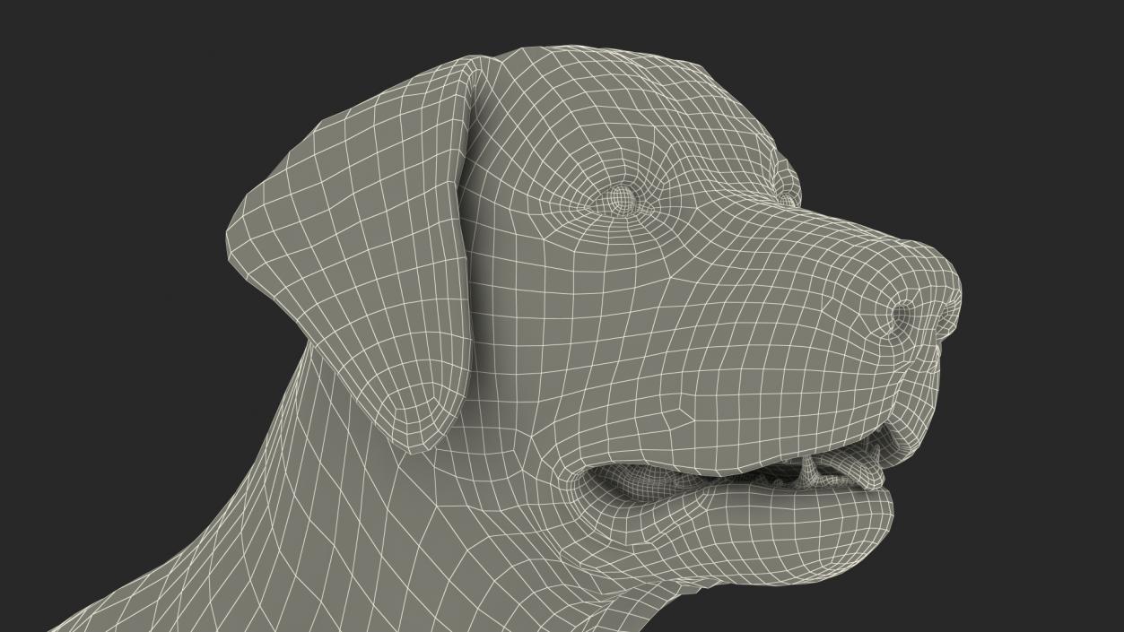 Labrador Dog Black Rigged Fur 3D model