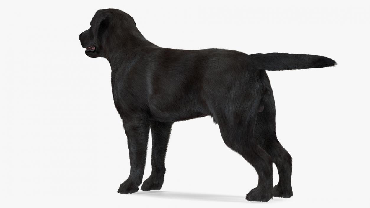 Labrador Dog Black Rigged Fur 3D model