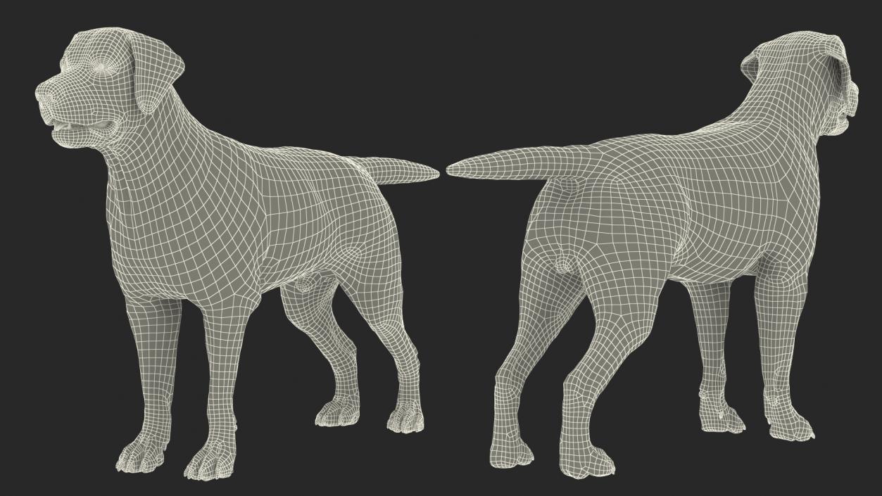 Labrador Dog Black Rigged Fur 3D model