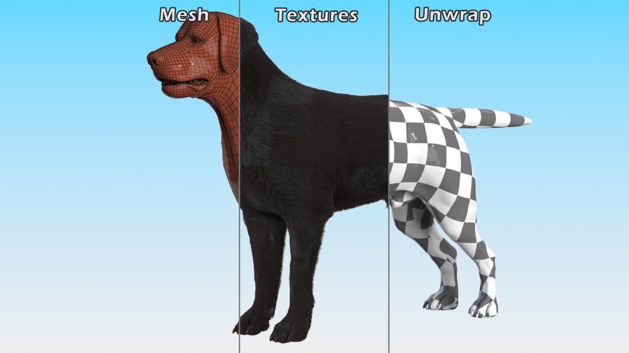 Labrador Dog Black Rigged Fur 3D model