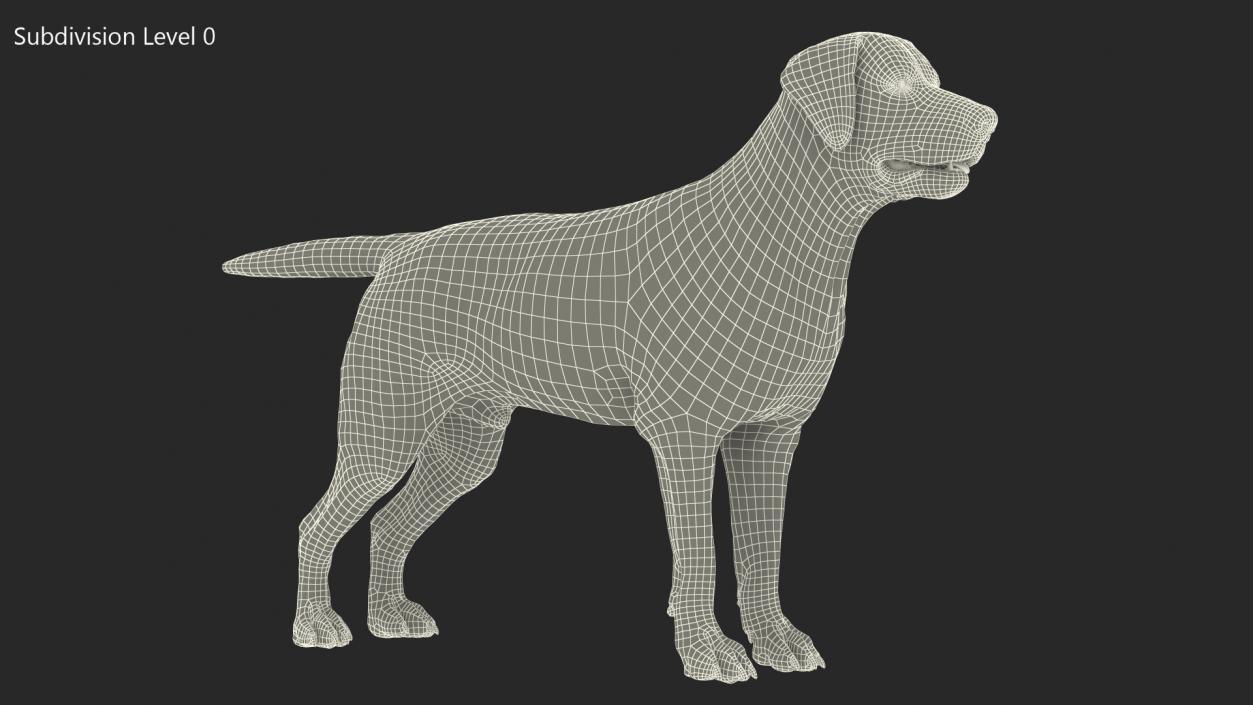 Labrador Dog Black Rigged Fur 3D model