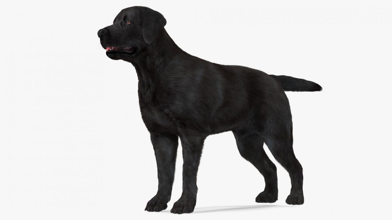 Labrador Dog Black Rigged Fur 3D model