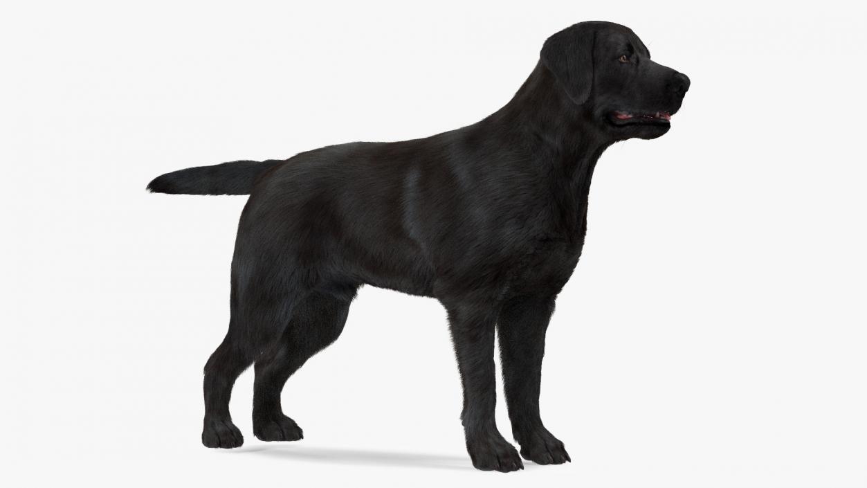 Labrador Dog Black Rigged Fur 3D model