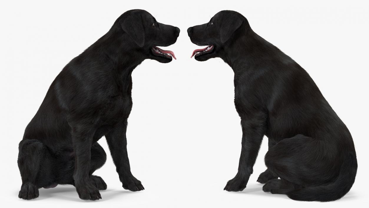 Labrador Dog Black Rigged Fur 3D model