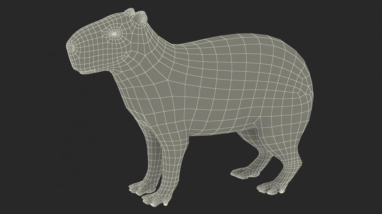 Capybara Fur Rigged 3D model