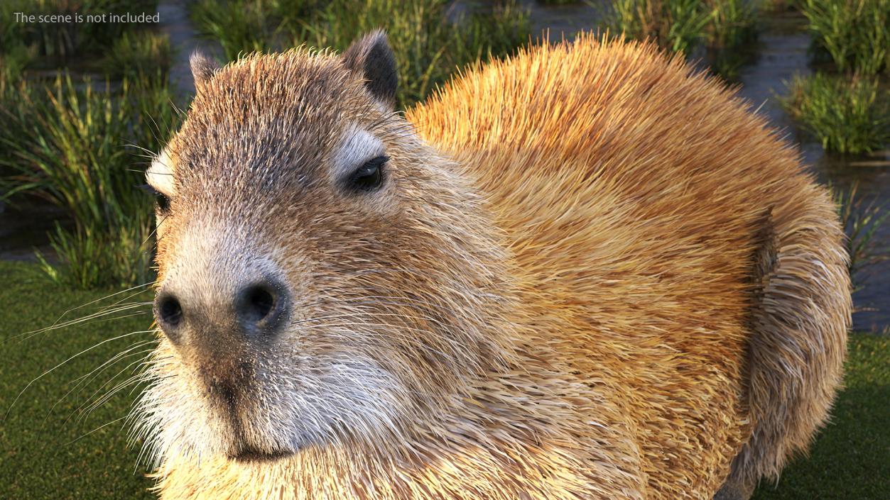 Capybara Fur Rigged 3D model