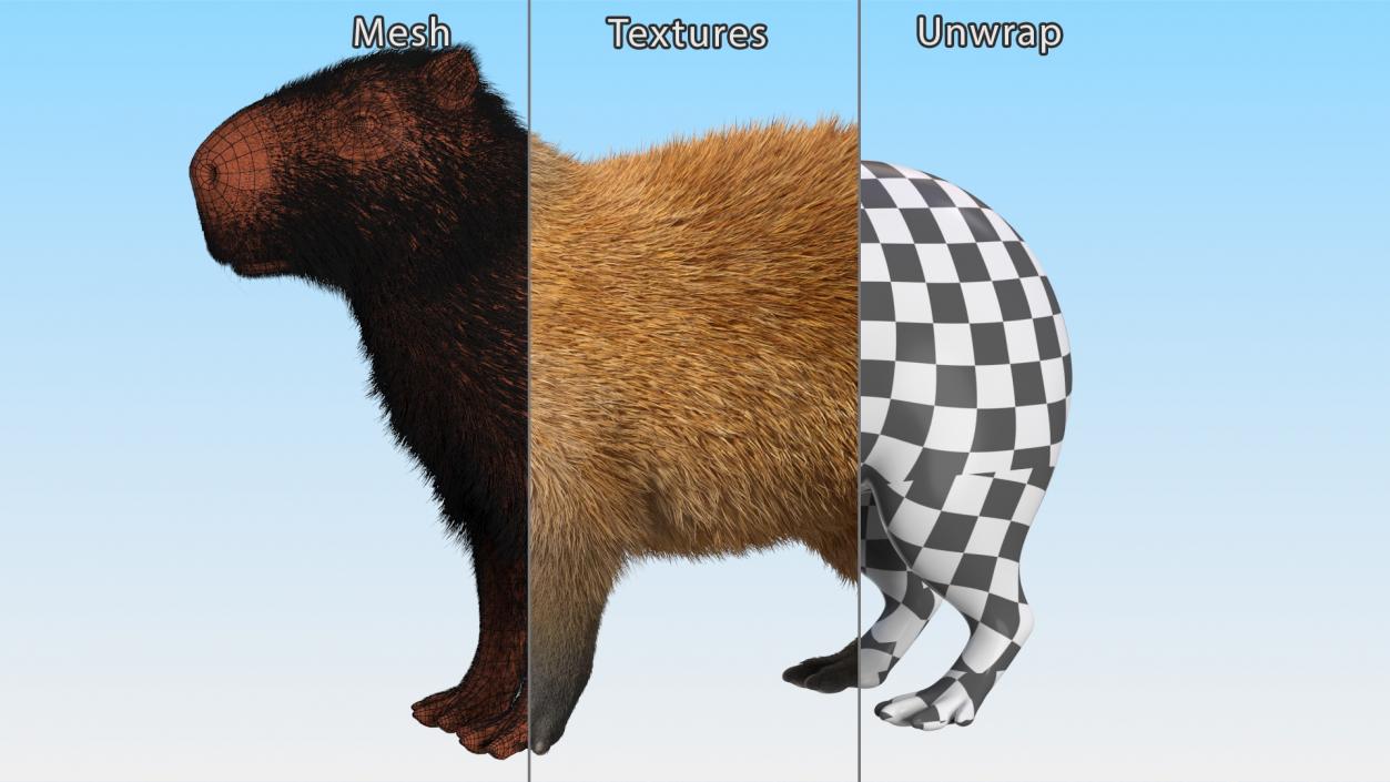 Capybara Fur Rigged 3D model