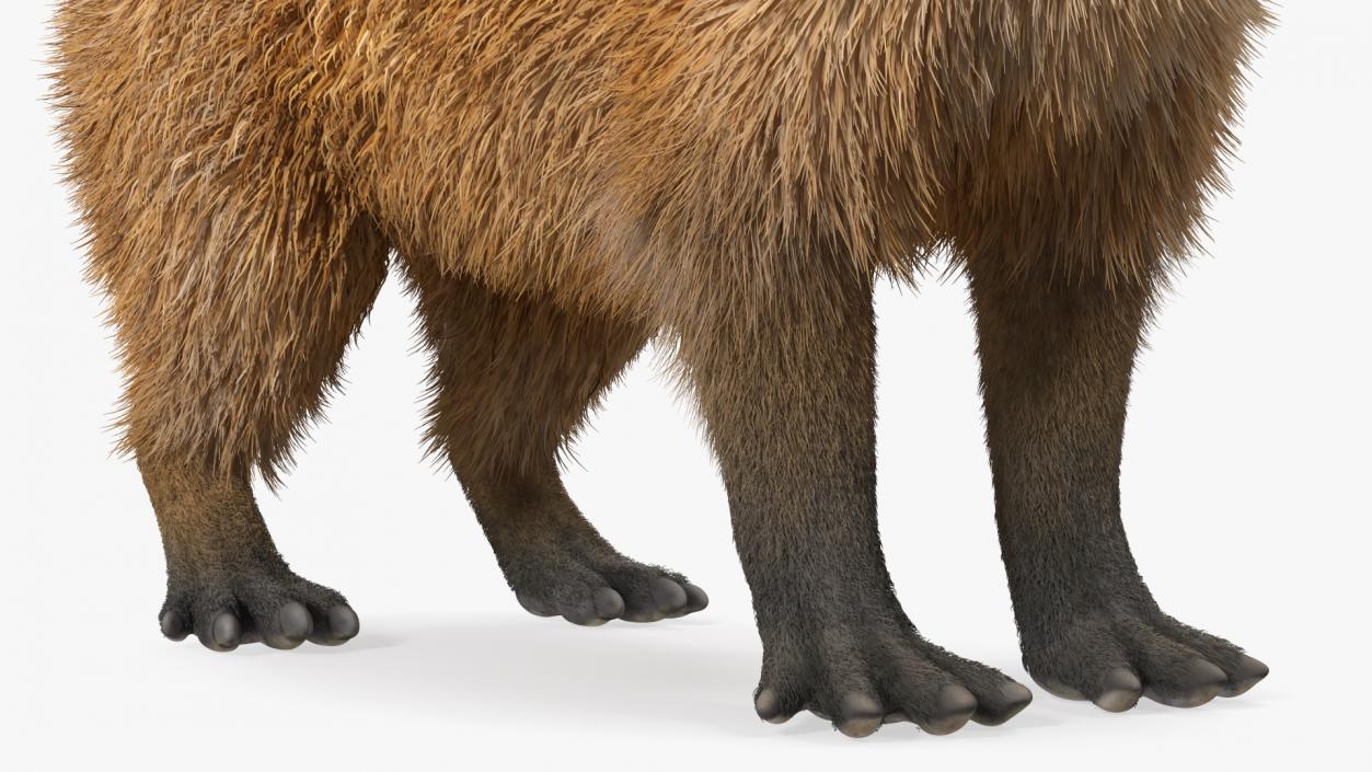 Capybara Fur Rigged 3D model