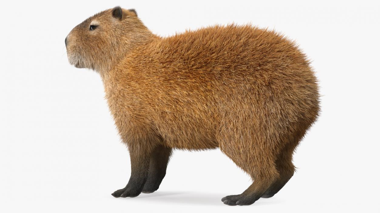 Capybara Fur Rigged 3D model