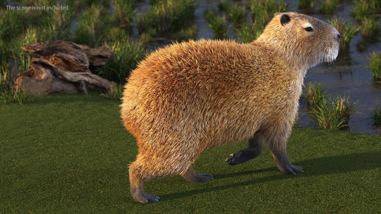 Capybara Fur Rigged 3D model