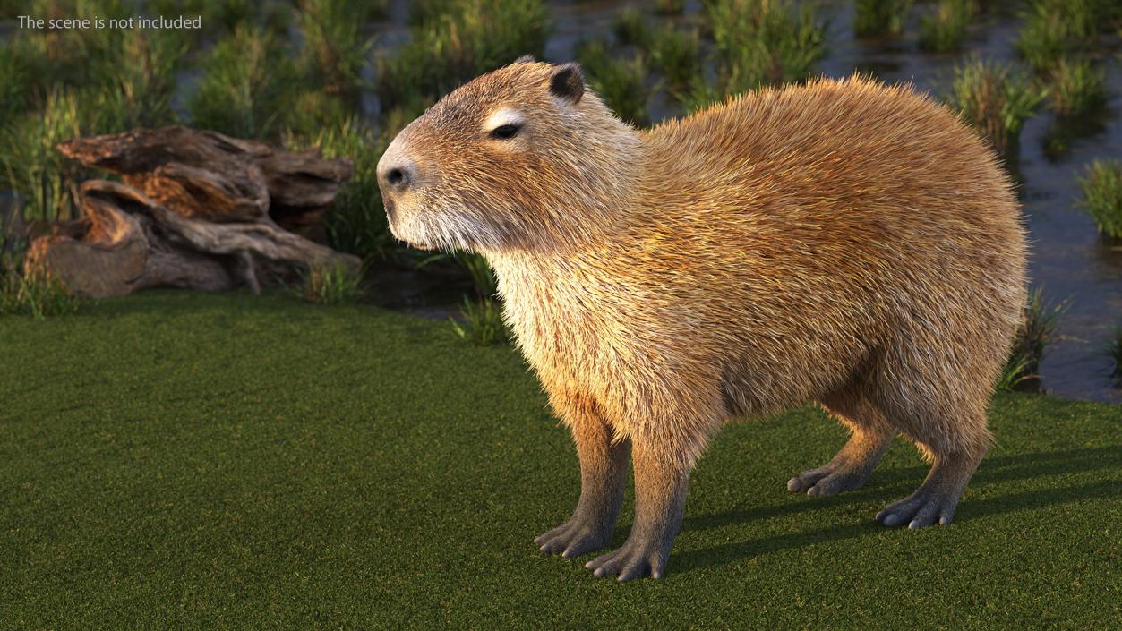 Capybara Fur Rigged 3D model