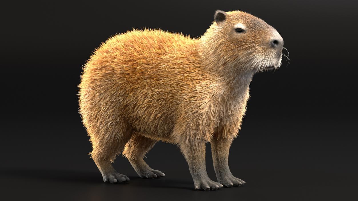 Capybara Fur Rigged 3D model