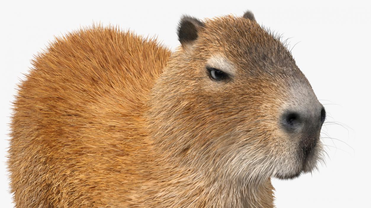 Capybara Fur Rigged 3D model