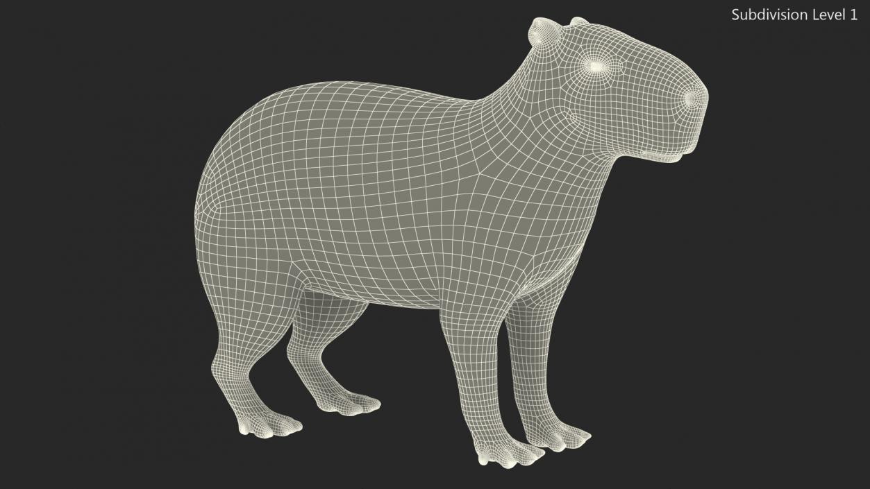 Capybara Fur Rigged 3D model