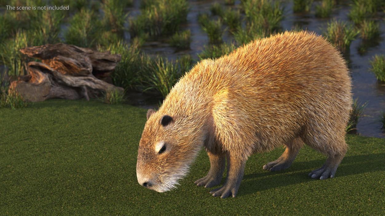 Capybara Fur Rigged 3D model