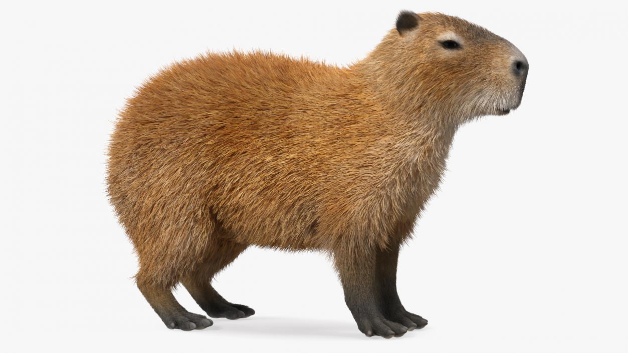 Capybara Fur Rigged 3D model