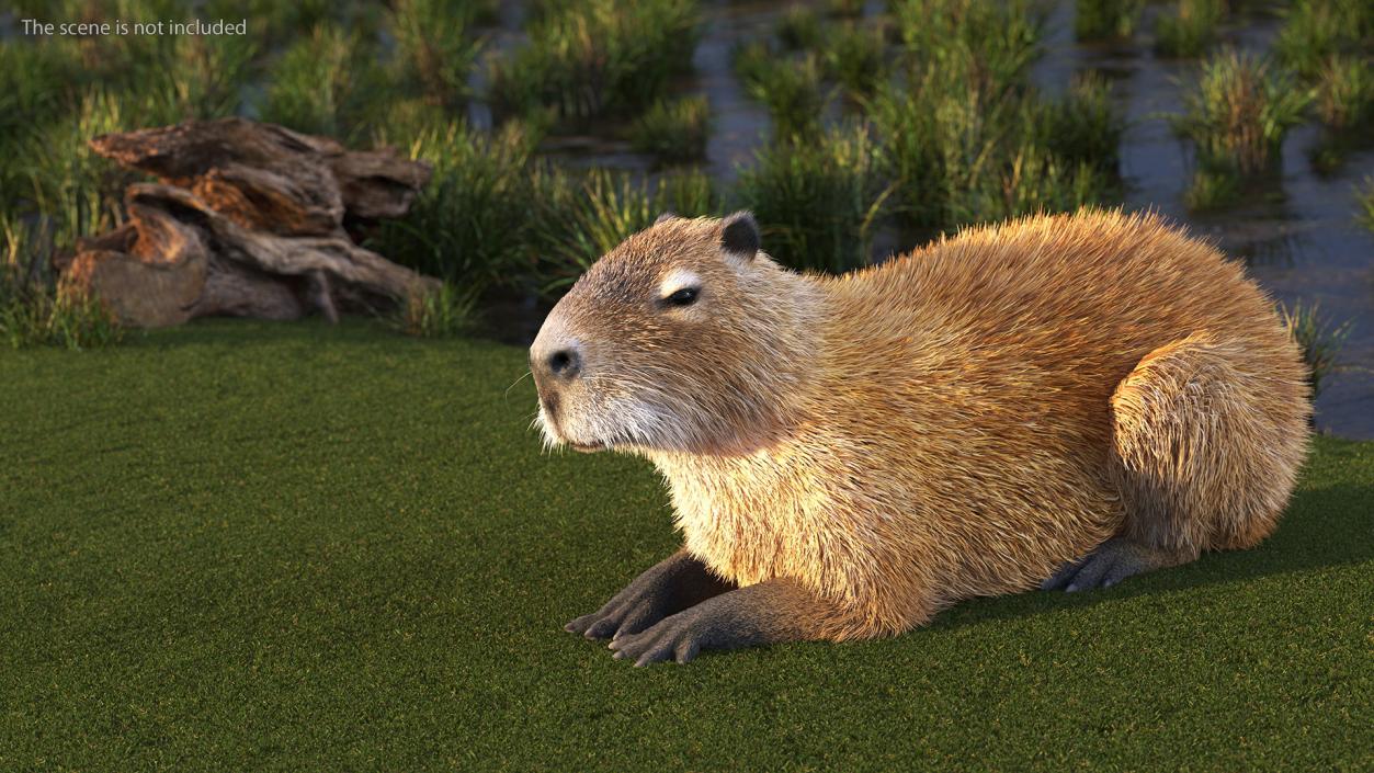 Capybara Fur Rigged 3D model