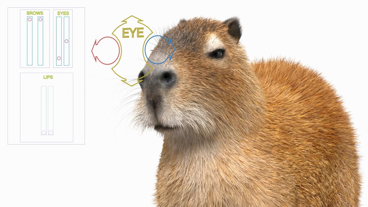 Capybara Fur Rigged 3D model