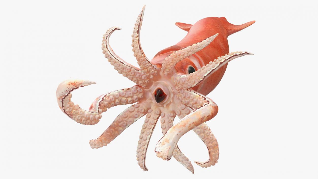 3D Doryteuthis Plei Arrow Squid model