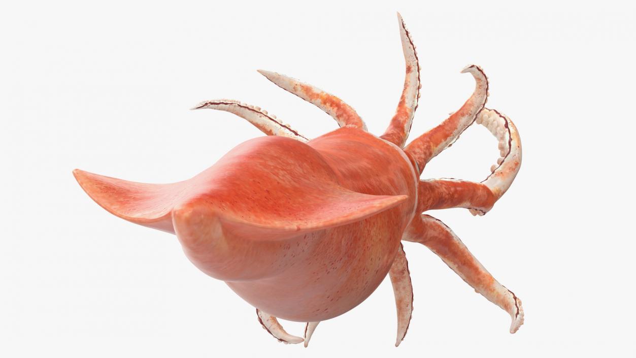 3D Doryteuthis Plei Arrow Squid model