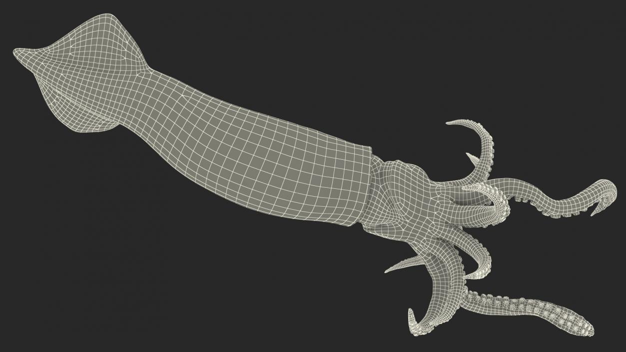 3D Doryteuthis Plei Arrow Squid model