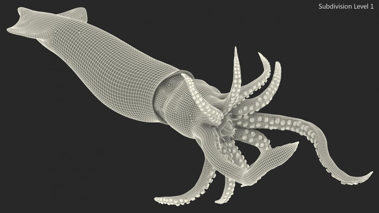 3D Doryteuthis Plei Arrow Squid model