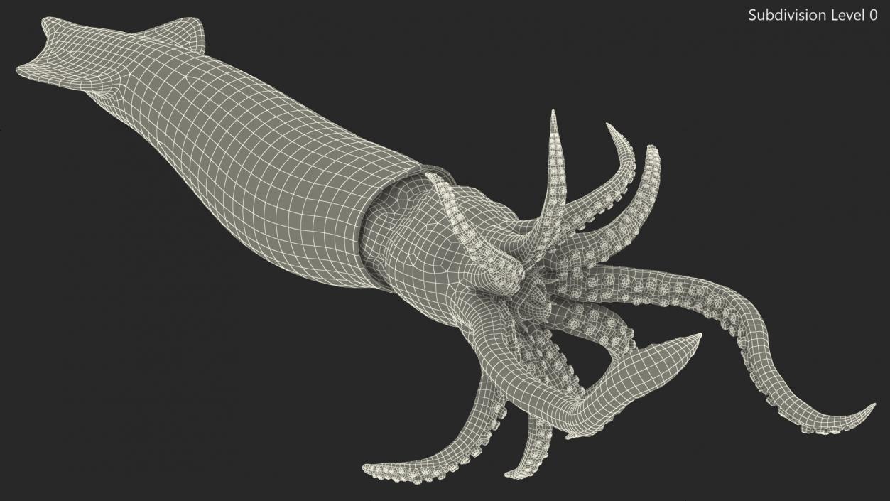 3D Doryteuthis Plei Arrow Squid model