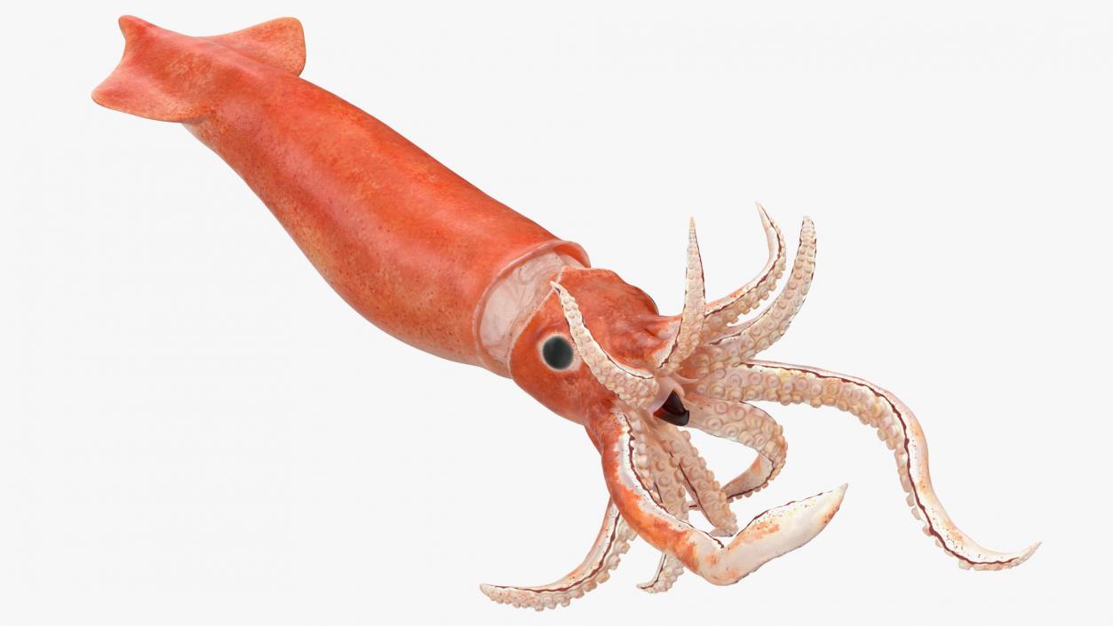 3D Doryteuthis Plei Arrow Squid model