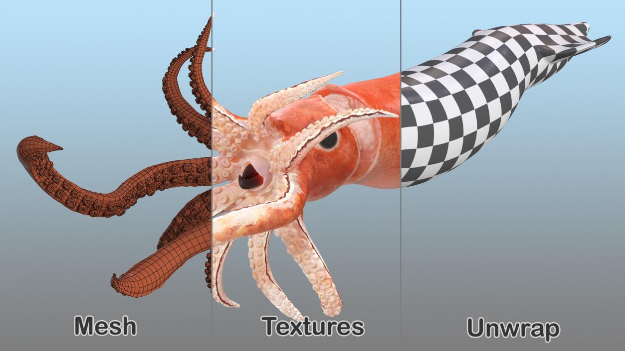 3D Doryteuthis Plei Arrow Squid model