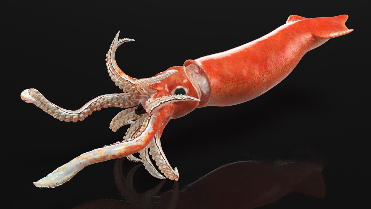 3D Doryteuthis Plei Arrow Squid model