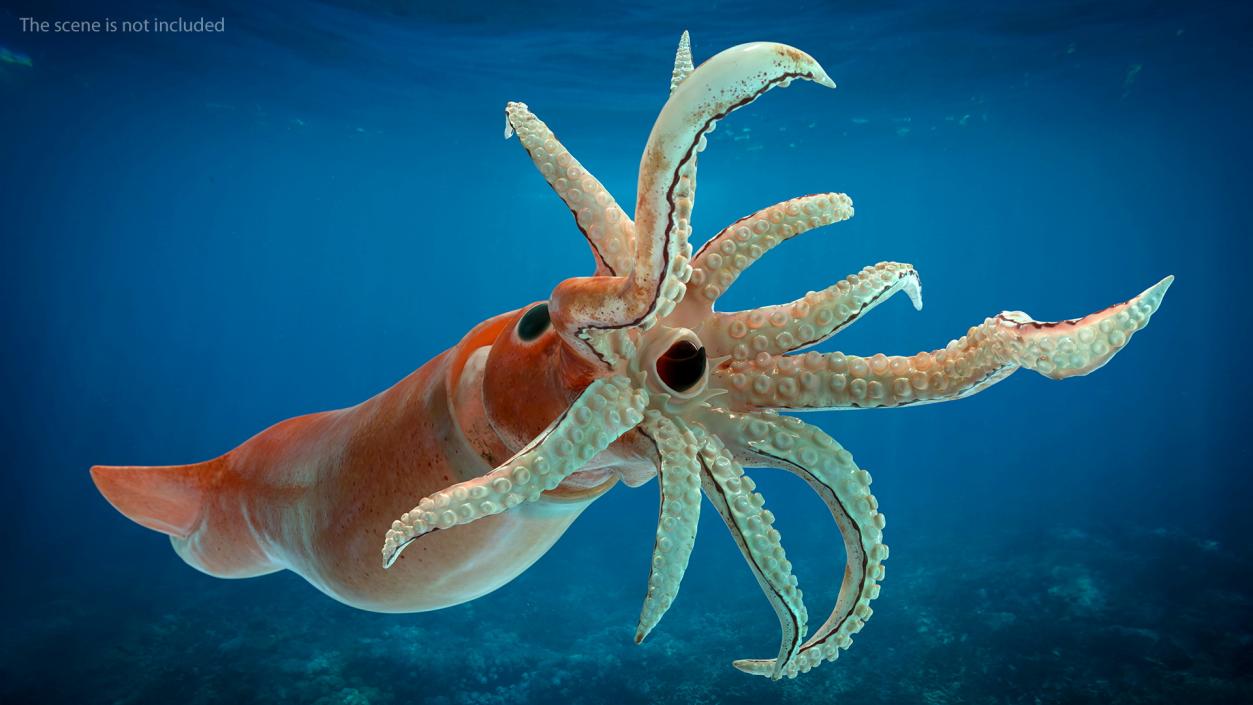 3D Doryteuthis Plei Arrow Squid model