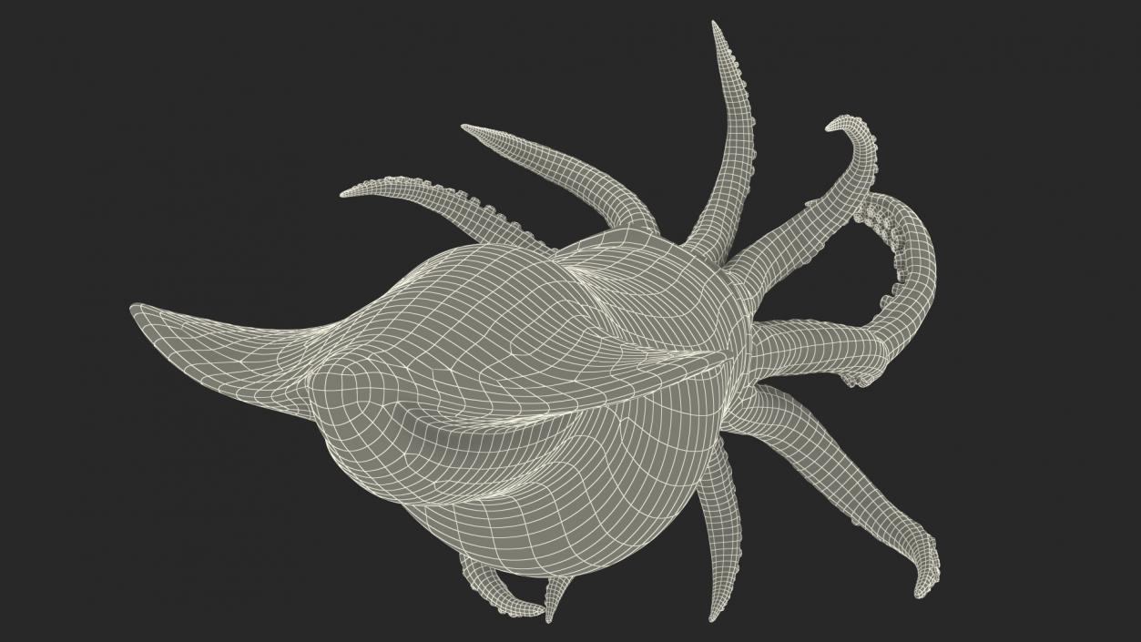 3D Doryteuthis Plei Arrow Squid model