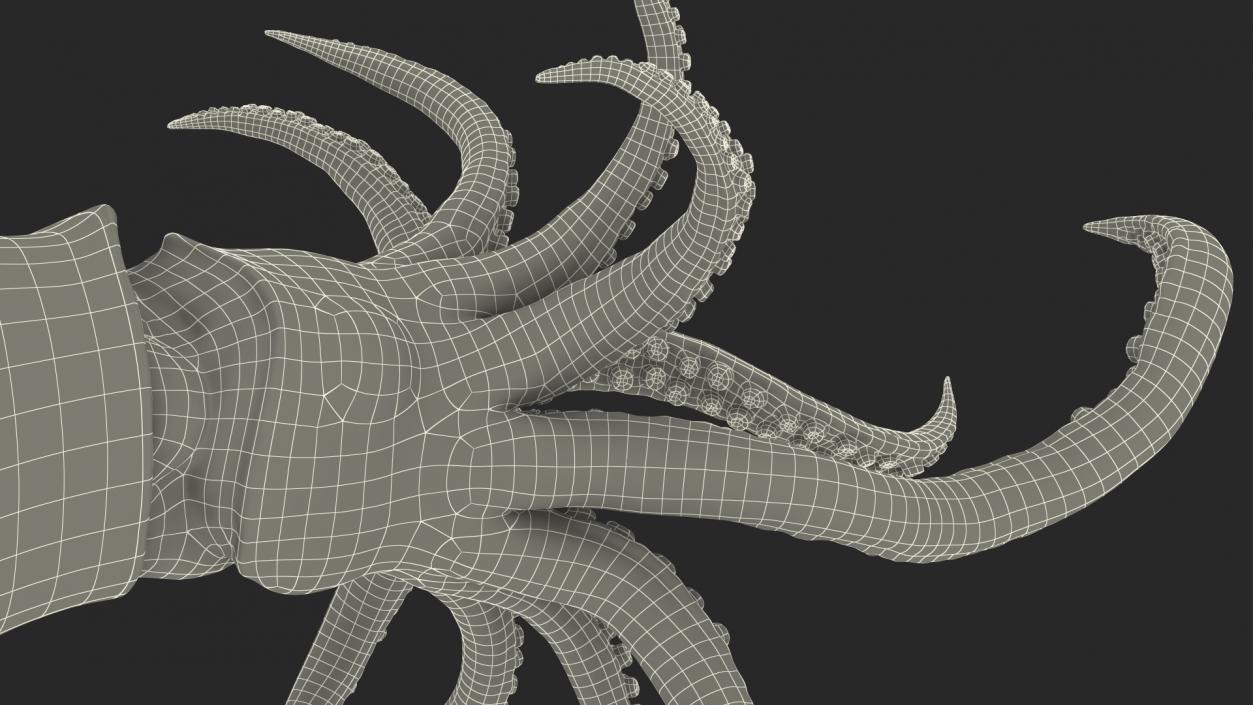 3D Doryteuthis Plei Arrow Squid model