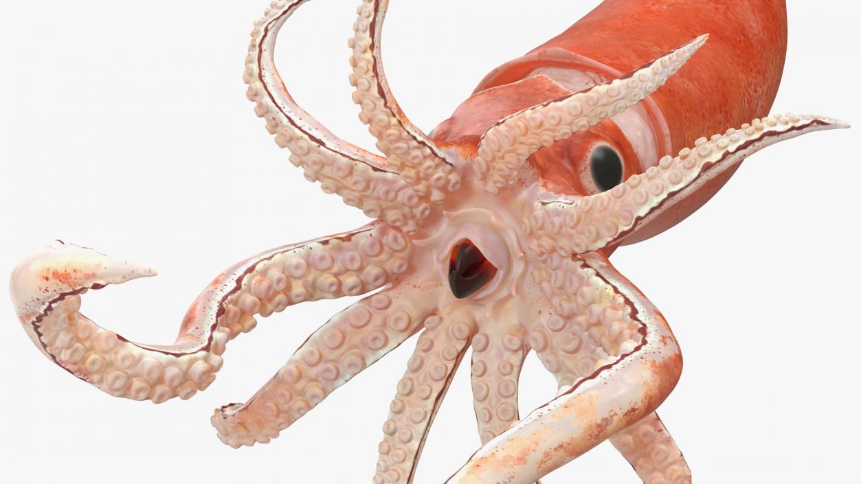 3D Doryteuthis Plei Arrow Squid model