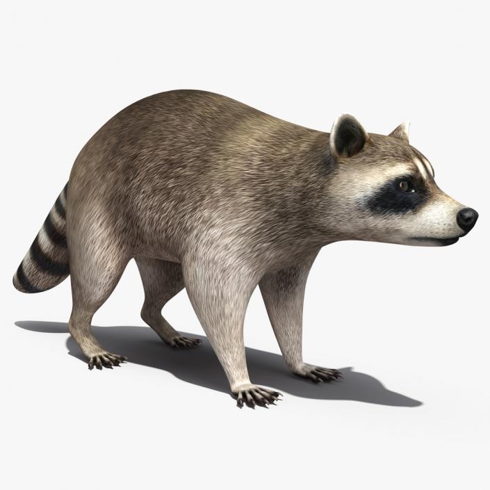 Raccoon 3D model