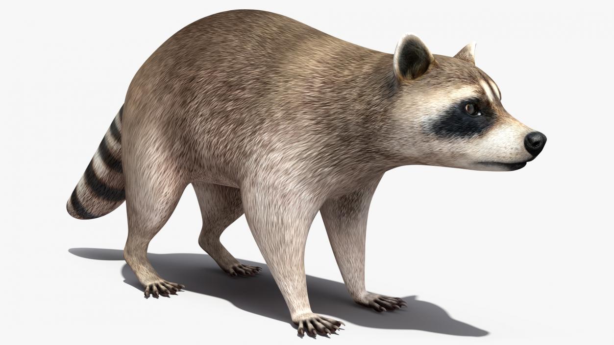 Raccoon 3D model