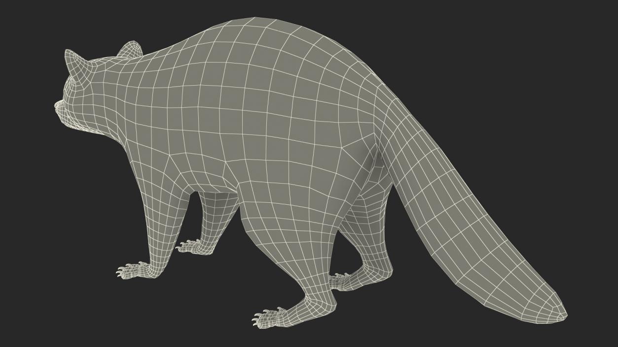 Raccoon 3D model