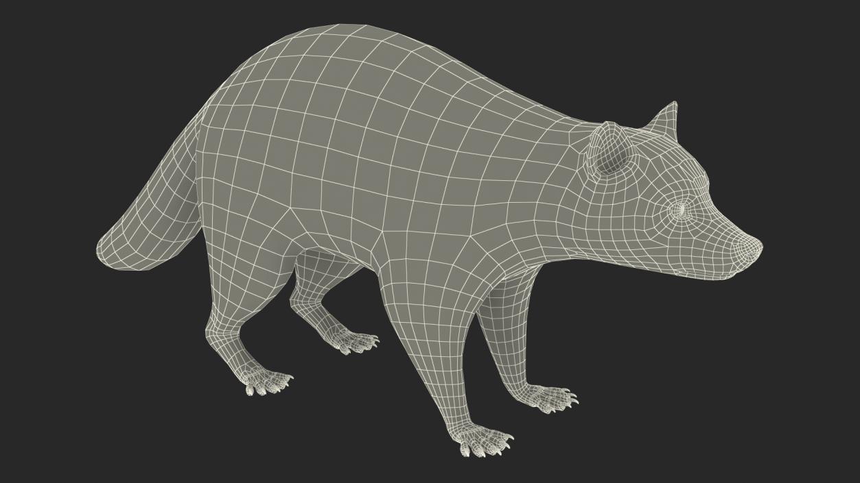 Raccoon 3D model