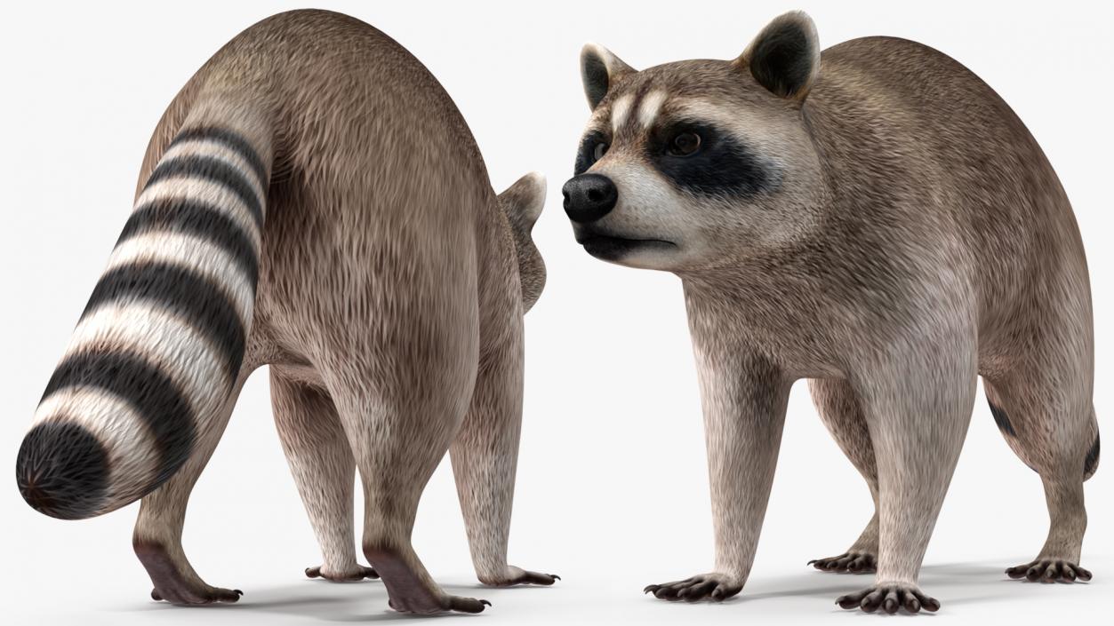 Raccoon 3D model