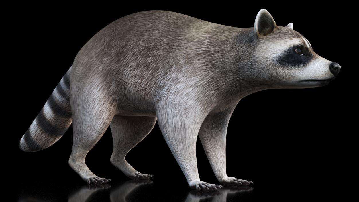 Raccoon 3D model