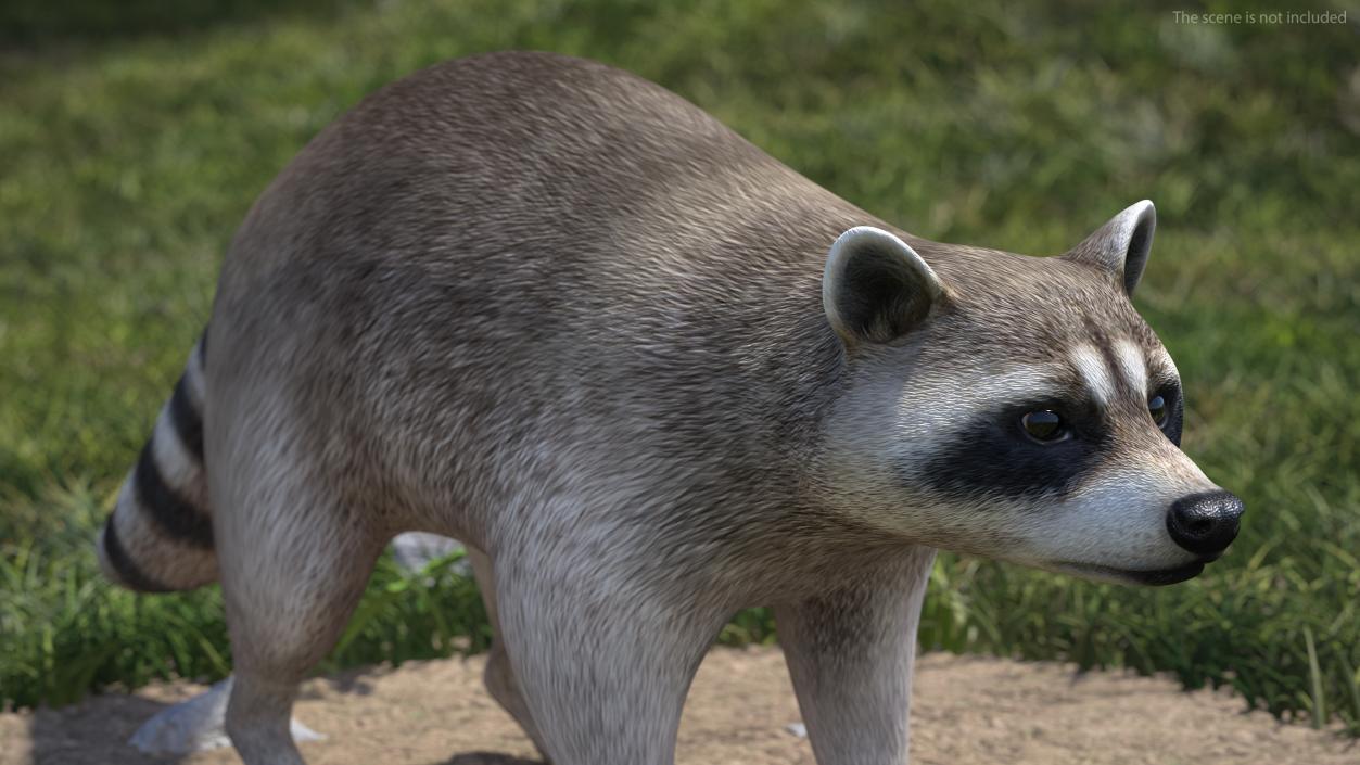 Raccoon 3D model