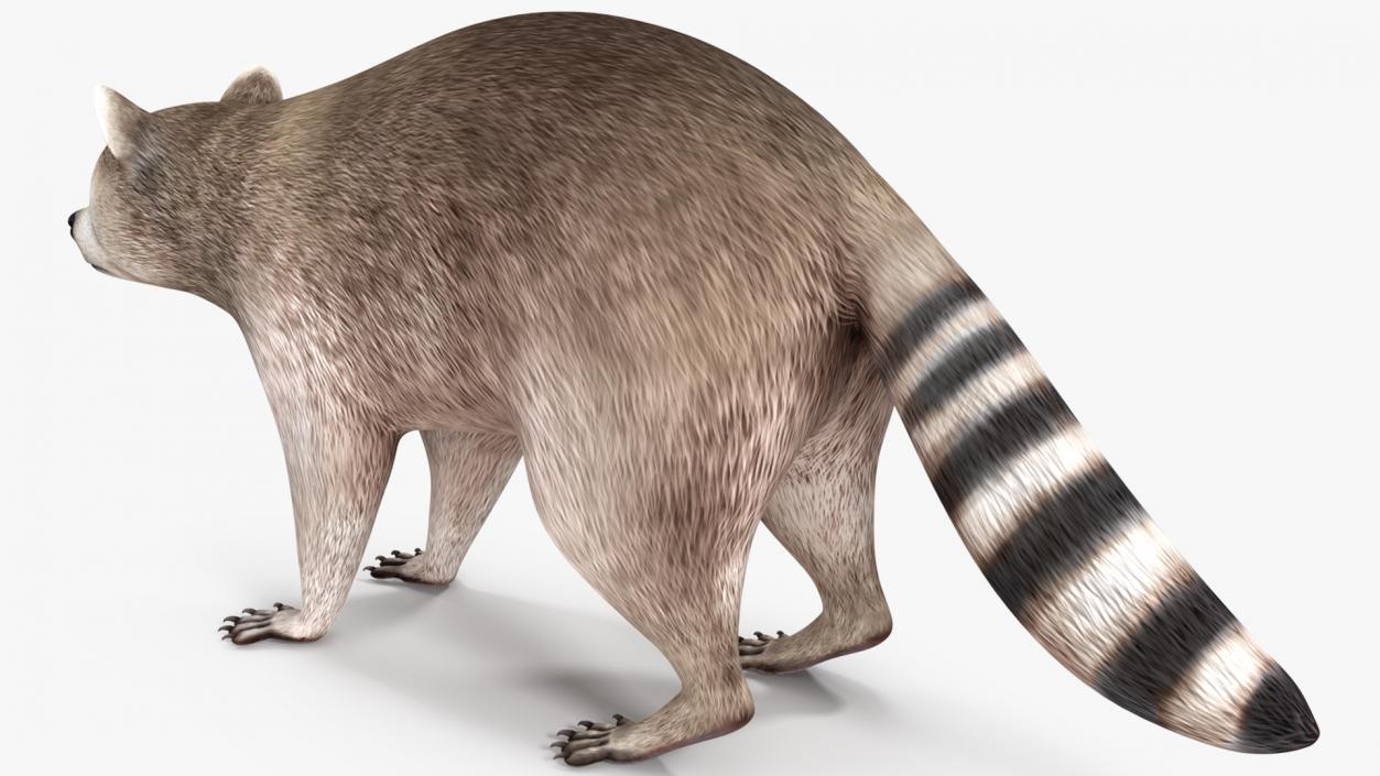 Raccoon 3D model