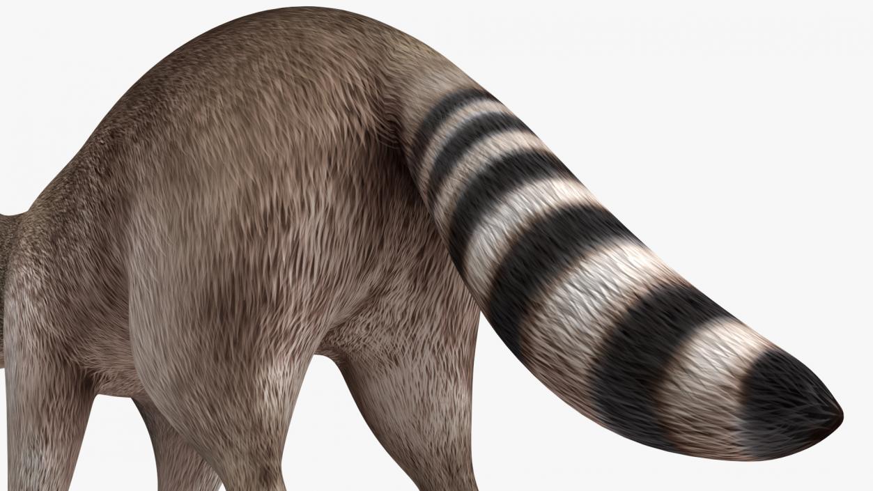 Raccoon 3D model