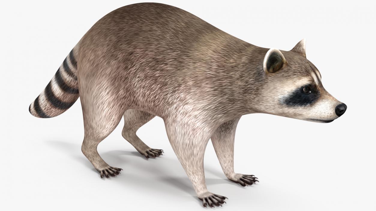 Raccoon 3D model