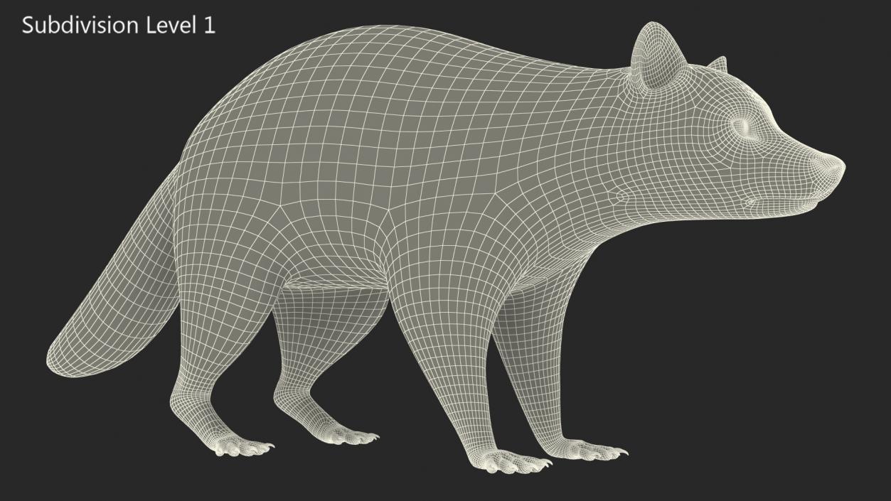 Raccoon 3D model