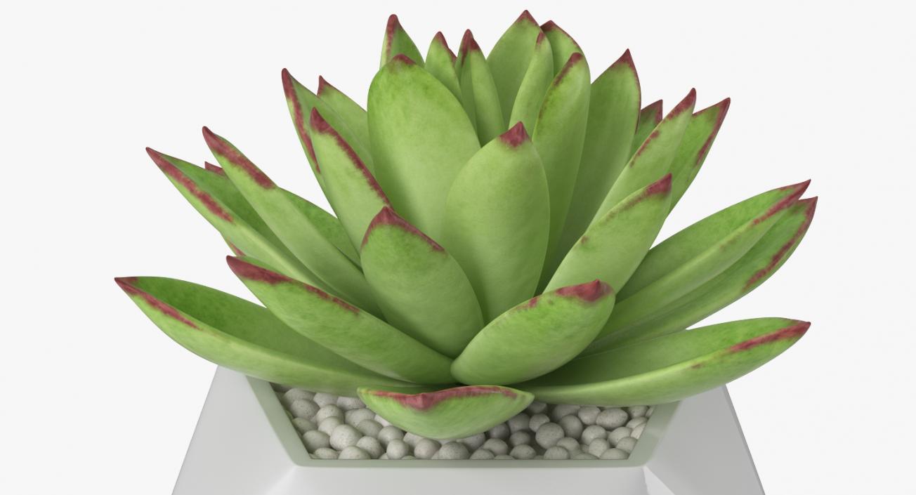 3D Echeveria Agavoides Lipstick model